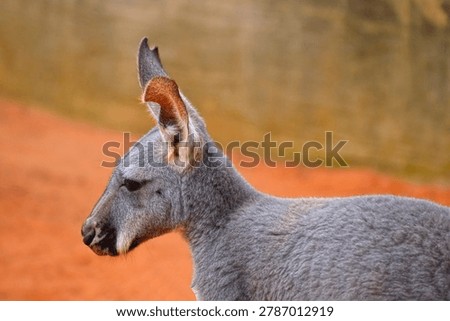 common wallaroo Latin name Macropus robustus are native to the Australia outback 