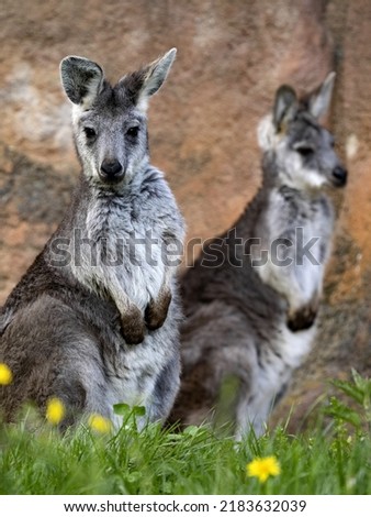 Common wallaroo, Macropus r. robustus, sits and observes the surroundings