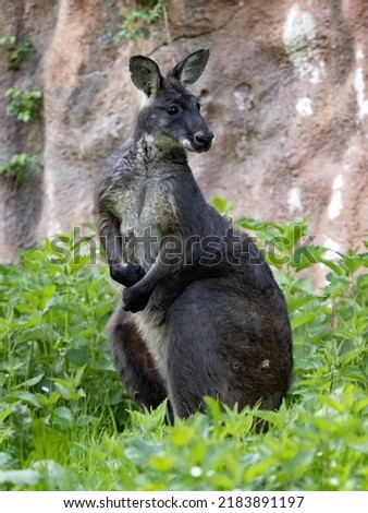 Common wallaroo, Macropus r. robustus, sits and observes the surroundings