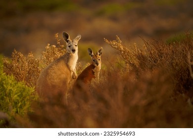 Common Wallaroo - Osphranter robustus also called euro or hill wallaroo, mostly nocturnal and solitary, loud hissing noise, sexually dimorphic, like most wallaroos, kangaroo in the evening.