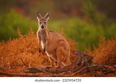 Common Wallaroo - Osphranter robustus also called euro or hill wallaroo, mostly nocturnal and solitary, loud hissing noise, sexually dimorphic, like most wallaroos, kangaroo in the evening.
