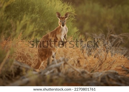 Common Wallaroo - Osphranter robustus also called euro or hill wallaroo, mostly nocturnal and solitary, loud hissing noise, sexually dimorphic, like most wallaroos, kangaroo in the evening.