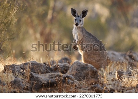 Common Wallaroo - Osphranter robustus also called euro or hill wallaroo, mostly nocturnal and solitary, loud hissing noise, sexually dimorphic, like most wallaroos, silhouette in evening.
