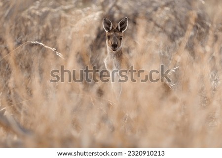 Common Wallaroo - Osphranter robustus also called euro or hill wallaroo, mostly nocturnal and solitary, loud hissing noise, sexually dimorphic, like most wallaroos, kangaroo in the evening.