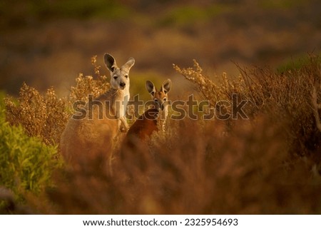 Common Wallaroo - Osphranter robustus also called euro or hill wallaroo, mostly nocturnal and solitary, loud hissing noise, sexually dimorphic, like most wallaroos, kangaroo in the evening.