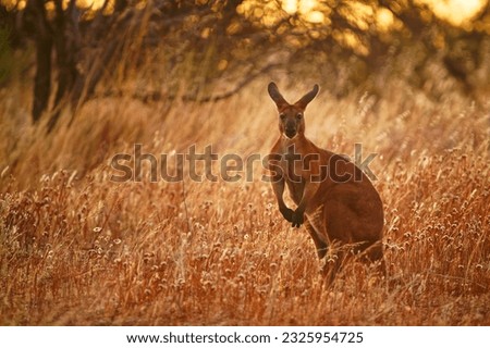 Common Wallaroo - Osphranter robustus also called euro or hill wallaroo, mostly nocturnal and solitary, loud hissing noise, sexually dimorphic, like most wallaroos, kangaroo in the evening.