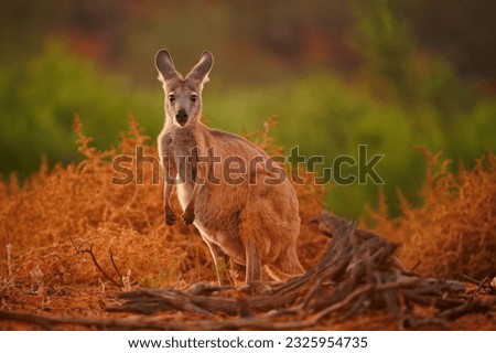 Common Wallaroo - Osphranter robustus also called euro or hill wallaroo, mostly nocturnal and solitary, loud hissing noise, sexually dimorphic, like most wallaroos, kangaroo in the evening.