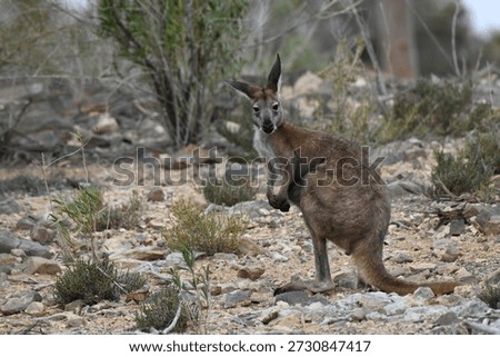 Common wallaroo (Osphranter robustus), also known as Euro