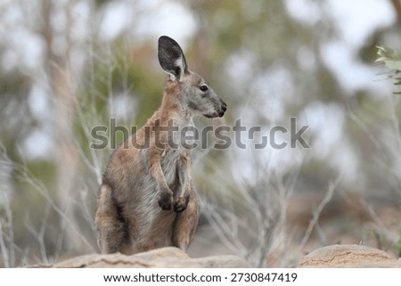 Common wallaroo (Osphranter robustus), also known as Euro