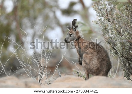 Common wallaroo (Osphranter robustus), also known as Euro