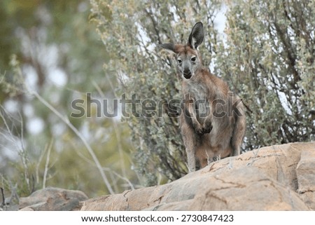 Common wallaroo (Osphranter robustus), also known as Euro