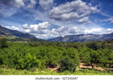 Common Walnut Farm In The Landscape