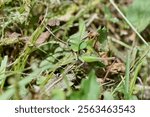 Common wart-biter, scientific name decticus verrucivorus, taken in Valais, CH.