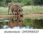 Common warthog drinking at waterhole with reflection in Kruger National park, South Africa ; Specie Phacochoerus africanus family of Suidae