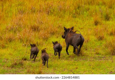 Common Warthog family in the wild in Africa run away
