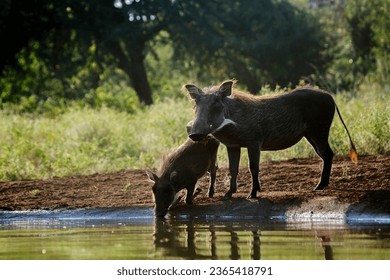 Common warthog female and cub at waterhole in Kruger National park, South Africa ; Specie Phacochoerus africanus family of Suidae