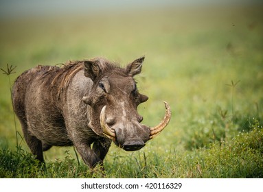 common warthog in the grass