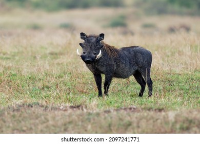 Common Warthog - Phacochoerus africanus  wild member of pig family Suidae found in grassland, savanna, and woodland, warthog pig in savannah in Africa. Black pig on the green grass in Masai Mara Kenya