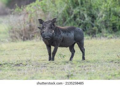 Common warthog (Phacochoerus africanus) is a wild member of the pig family (Suidae) found in grassland, savanna, and woodland in sub-Saharan Africa.