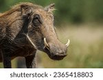 Common warthog portrait isolated in natural background in Kruger National park, South Africa ; Specie Phacochoerus africanus family of Suidae