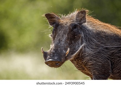 Common warthog portrait side view isolated in natural background in Kruger National park, South Africa ; Specie Phacochoerus africanus family of Suidae