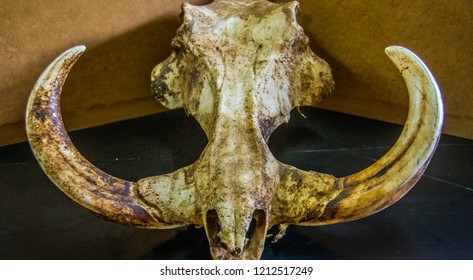 Common Warthog Skull & Tusks