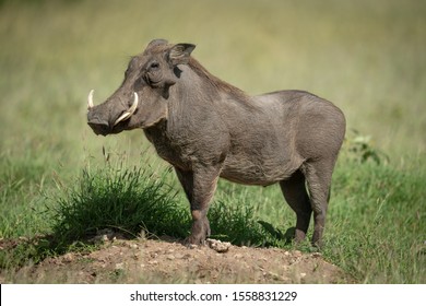 Common warthog stands on mound in profile