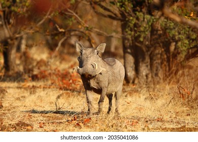 Common Warthog In Victoria Falls National Park