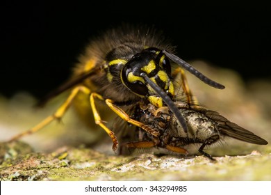 Gewürzbeutel (Vespula vulgaris).  Dieses Insekt hat eine Fliege gefangen und ernährt sich während der Rinde eines Baumes