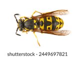 Common wasp, Vespula vulgaris, European wasp isolated on white, top view