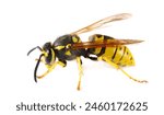 Common wasp, Vespula vulgaris, European wasp isolated on white, side view	
