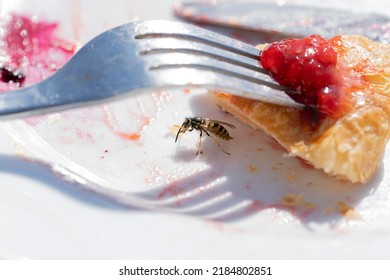A Common wasp (vespula vulgaris) investation in the summer after warm winter, pest on the breakfast table eating food - Shutterstock ID 2184802851