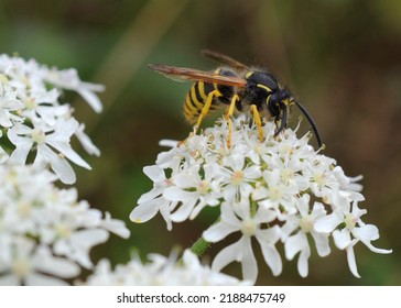 Common Wasp (Vespula Vulgaris) On A Flower, Purton, Gloucestershire, UK.