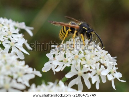 Common wasp (Vespula vulgaris) on a flower, Purton, Gloucestershire, UK.