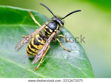 Common wasp (Vespula vulgaris) resting on a leaf.