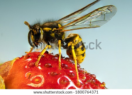 The common wasp (Vespula vulgaris) is a wasp species from the genus of the short-headed wasps (Vespula) and belongs to the real wasps (Vespinae).