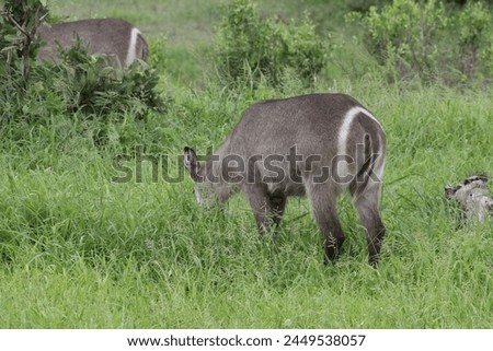 common water buck grazing in green grass