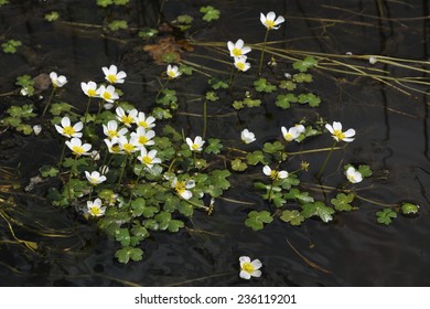 Water buttercup native range