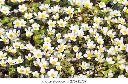 Common Water Crowfoot  (Ranunculus Sp.).