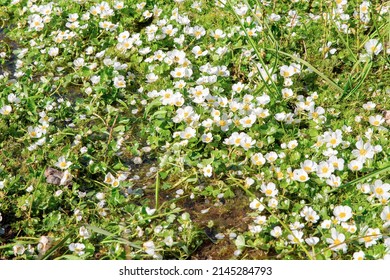 Common Water Crowfoot In Sunny May