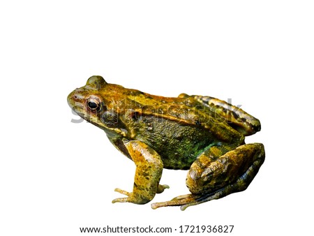 Common Water Frog in side isolated on white. dicut save in jpg file clipping paths.