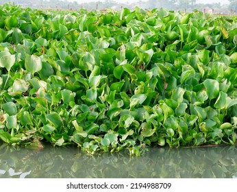 Common Water Hyacinth Or Eichhornia Crassipes