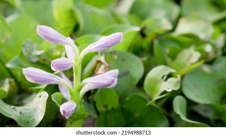 Common Water Hyacinth Or Eichhornia Crassipes