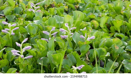 Common Water Hyacinth Or Eichhornia Crassipes