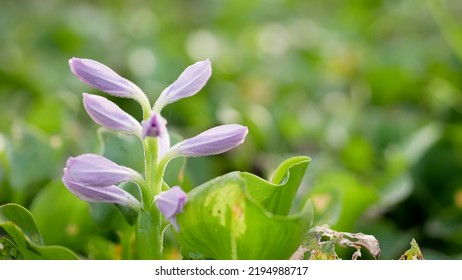 Common Water Hyacinth Or Eichhornia Crassipes