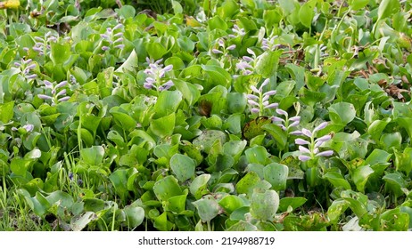 Common Water Hyacinth Or Eichhornia Crassipes