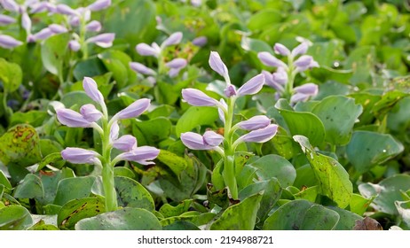 Common Water Hyacinth Or Eichhornia Crassipes