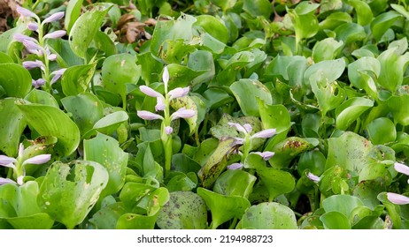 Common Water Hyacinth Or Eichhornia Crassipes