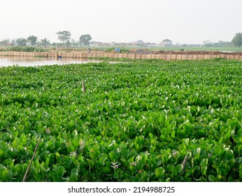 Common Water Hyacinth Or Eichhornia Crassipes