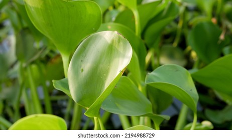 Common Water Hyacinth Or Eichhornia Crassipes